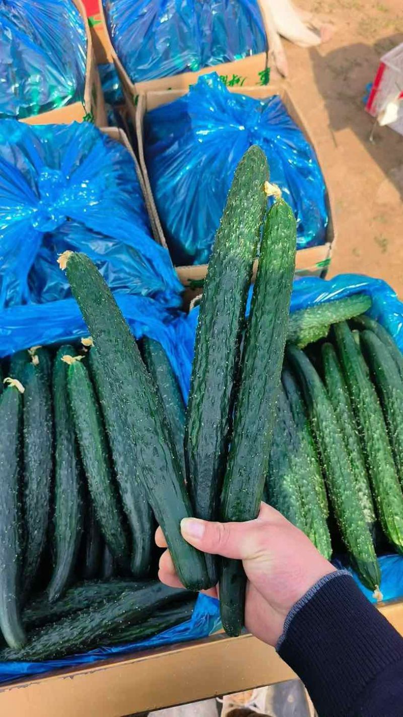 密刺黄瓜，大量现货，一手货源。可地头装车