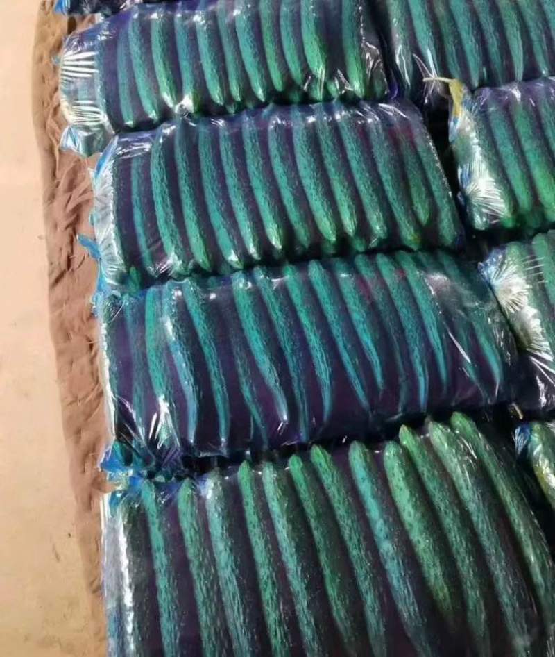 密刺黄瓜，大量现货，一手货源。可地头装车