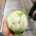 苤蓝