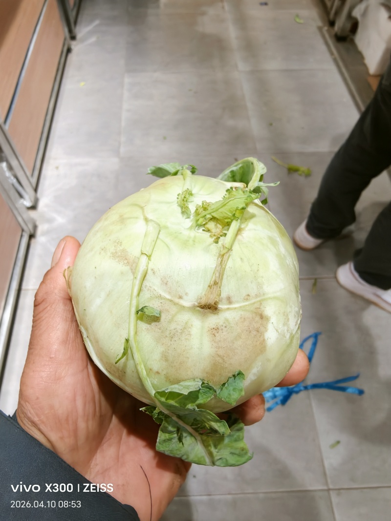 苤蓝