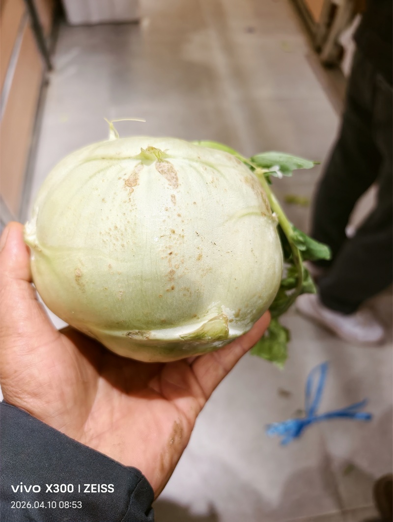 苤蓝