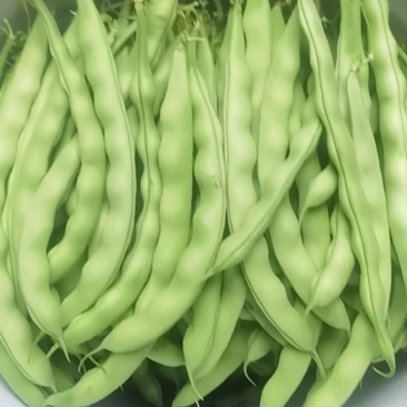 四季豆