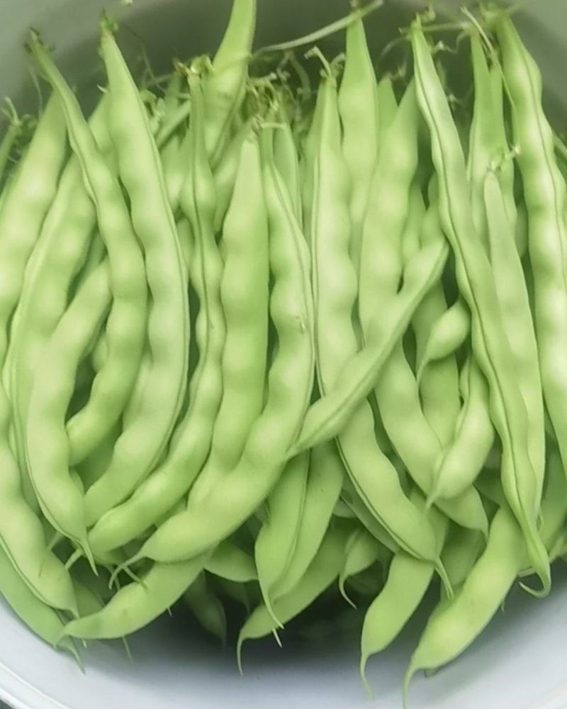 四季豆