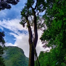 古树茶普洱茶