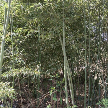 竹子