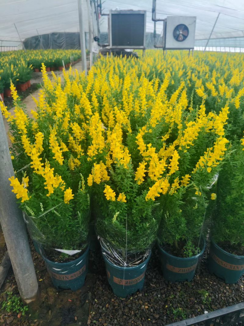 金雀花