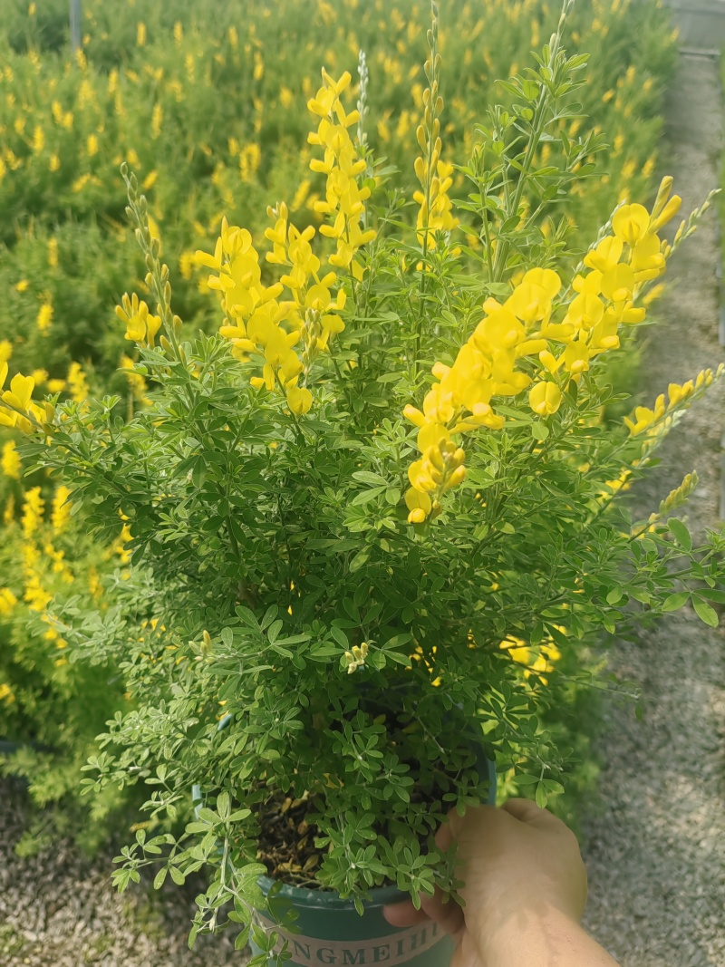 金雀花