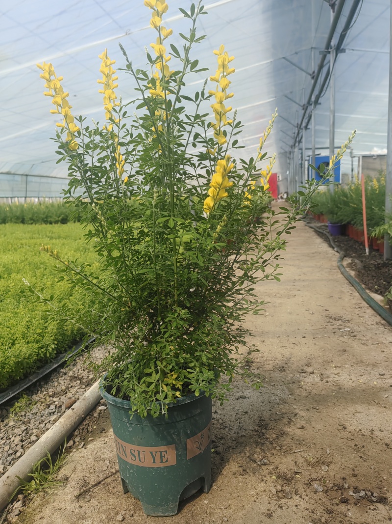 金雀花