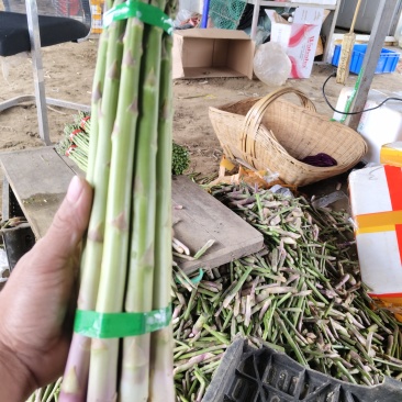 新鲜绿芦笋基地发货，长度28至30粗，度0.8以上
