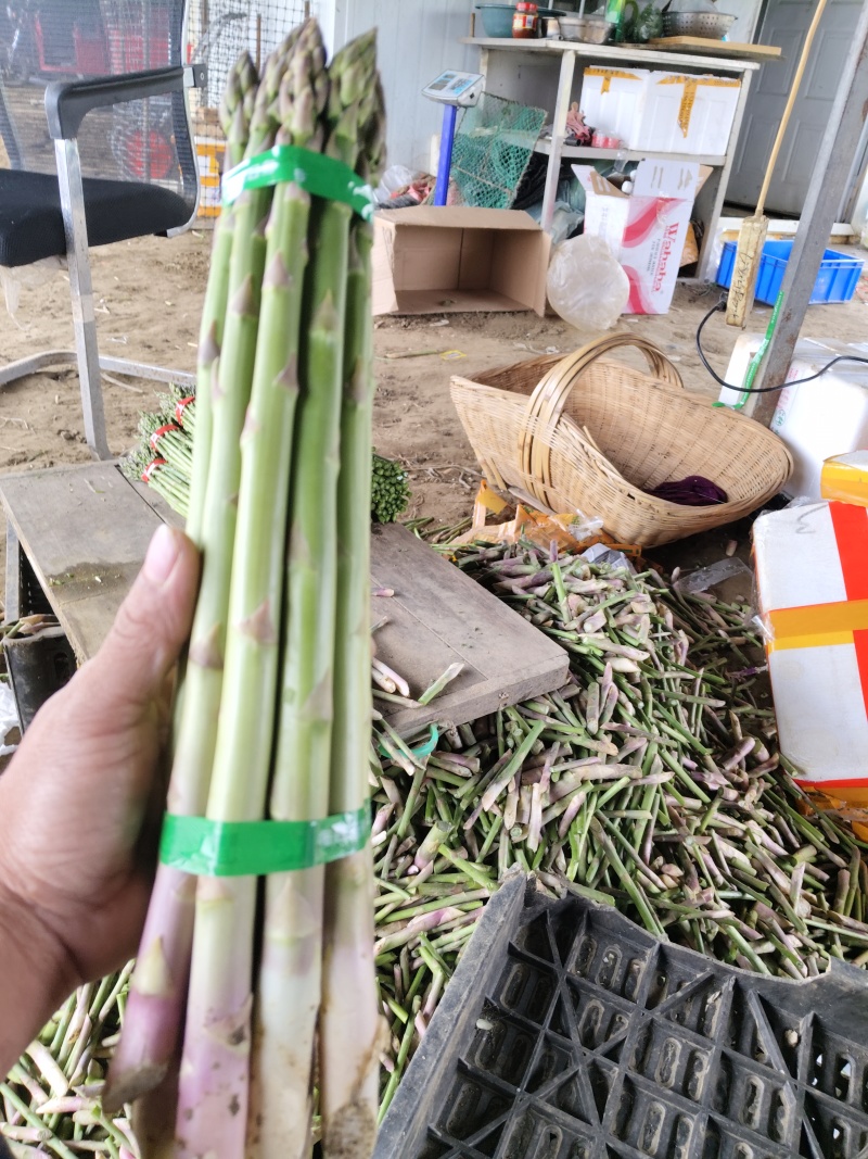 新鲜绿芦笋基地发货，长度28至30粗，度0.8以上