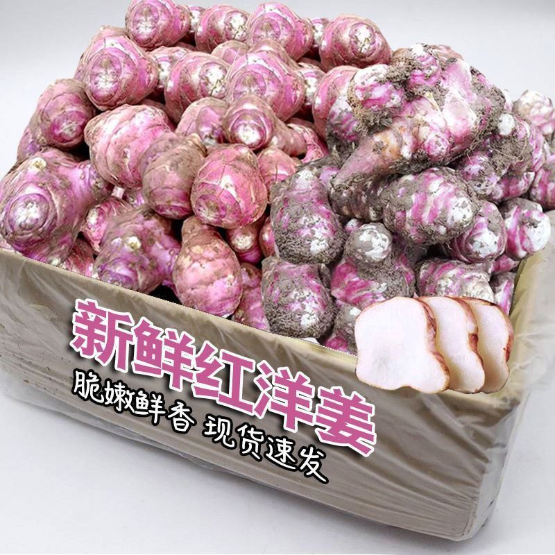 红洋姜新鲜野生鬼子姜不辣农家蔬菜酱腌菜泡菜种姜菊芋现挖生洋姜