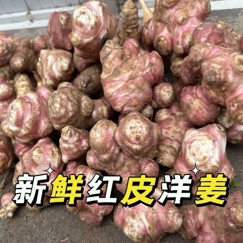 红洋姜新鲜野生鬼子姜不辣农家蔬菜酱腌菜泡菜种姜菊芋现挖生洋姜