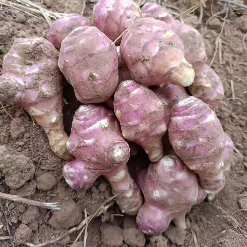 红洋姜新鲜野生鬼子姜不辣农家蔬菜酱腌菜泡菜种姜菊芋现挖生洋姜