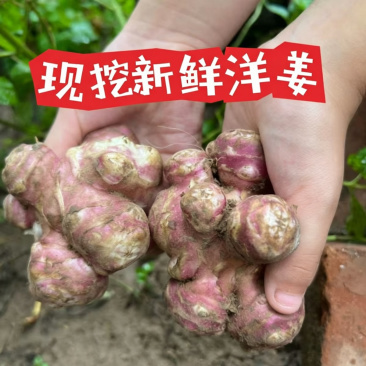 红洋姜新鲜野生鬼子姜不辣农家蔬菜酱腌菜泡菜种姜菊芋现挖生洋姜