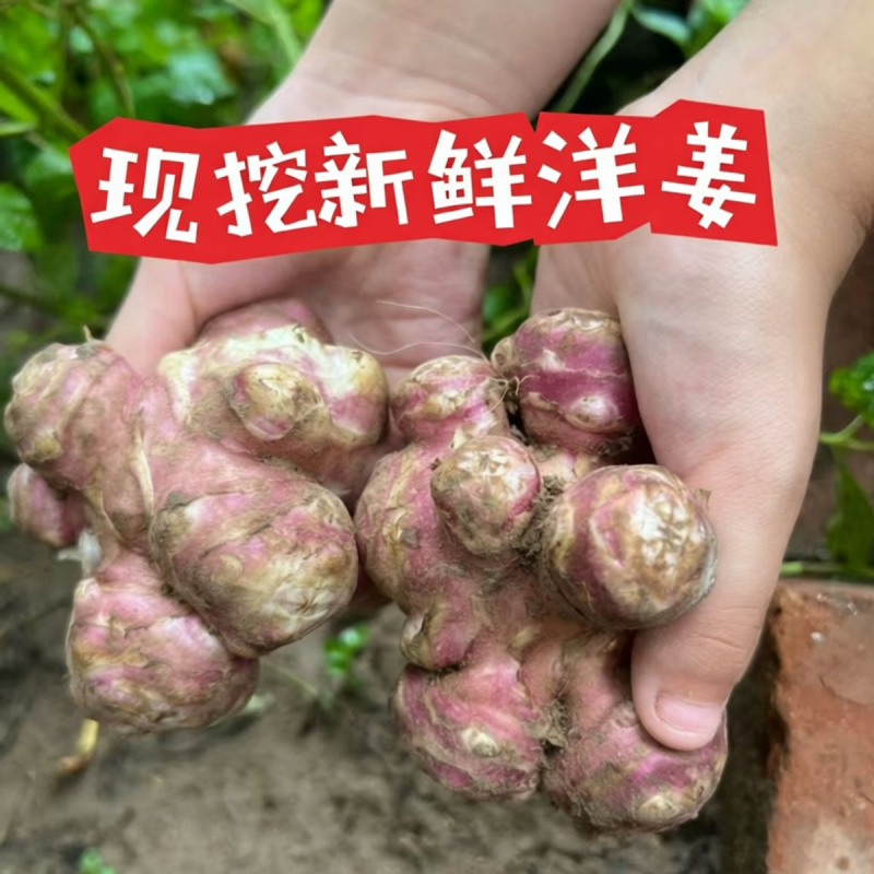 红洋姜新鲜野生鬼子姜不辣农家蔬菜酱腌菜泡菜种姜菊芋现挖生洋姜