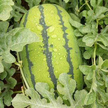 🍉巴拉素沙地西瓜·预售开启毛乌素沙漠里的