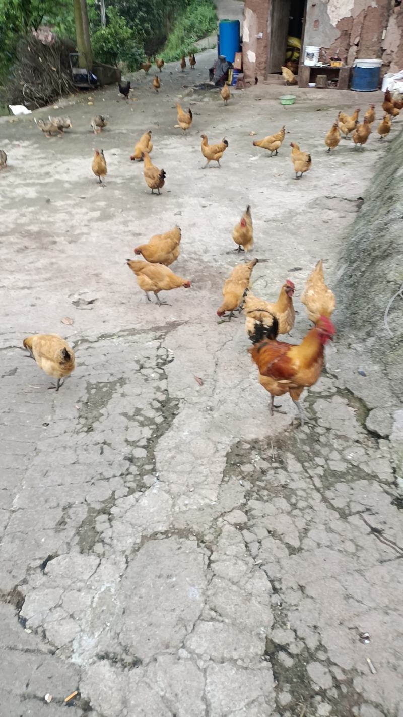 跑山土鸡