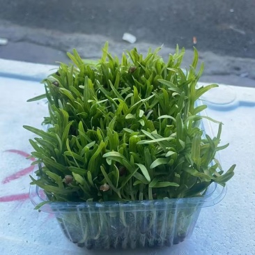 空心菜苗