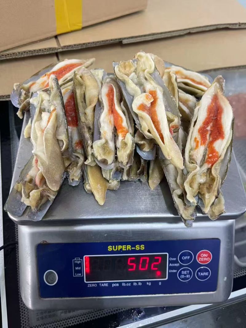 剪嘴蛏子12开壳蛏子12蛏头28全无沙