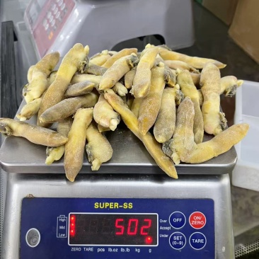 剪嘴蛏子12开壳蛏子12蛏头28全无沙