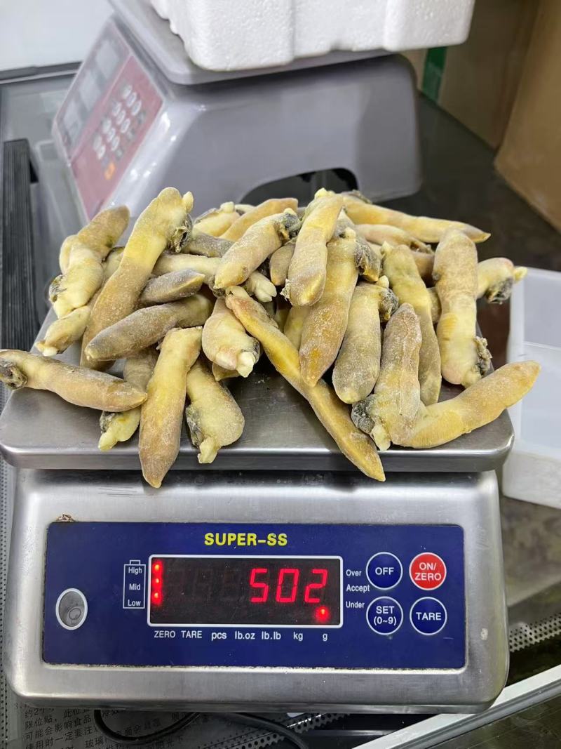 剪嘴蛏子12开壳蛏子12蛏头28全无沙