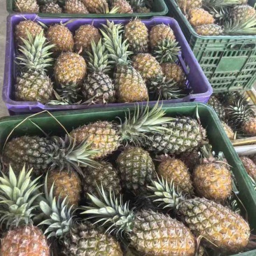 凤梨，专业代发对接各大电商平台
