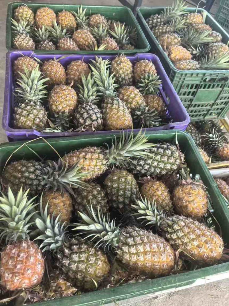 凤梨，专业代发对接各大电商平台