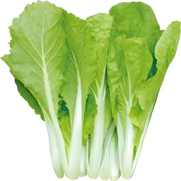 奶油小白菜