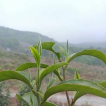 湖北保康高山云雾绿茶
