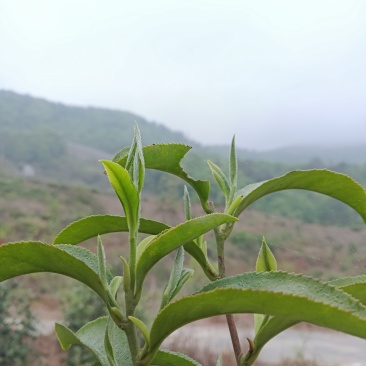 湖北保康高山云雾绿茶