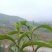 湖北保康高山云雾绿茶