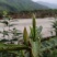 湖北保康高山云雾绿茶