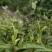 湖北保康高山云雾绿茶