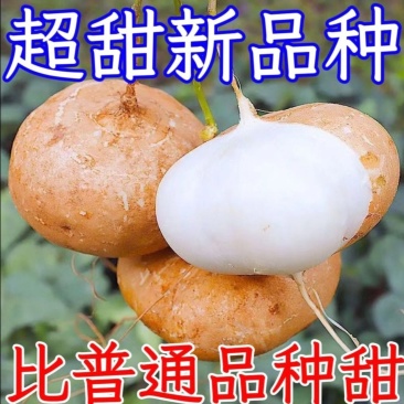 凉薯