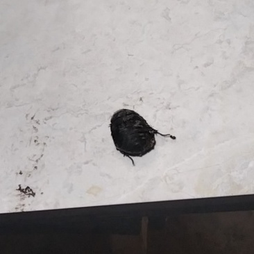 我想卖土鳖