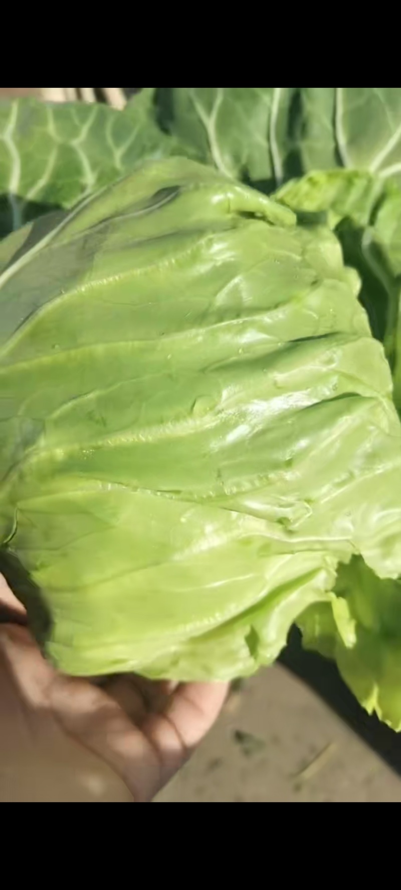 本地莲花白，也就是甘蓝