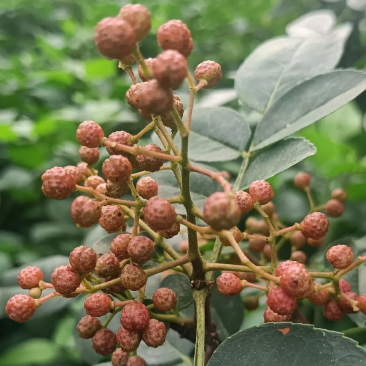 新舟镇羊子堡刘氏花椒（满街香高端品种）详情请咨询