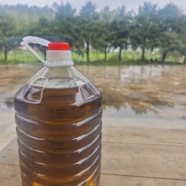 老茶树茶籽油