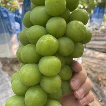 阳光玫瑰，玫瑰香浓，糖度十五➕，云南版纳现发