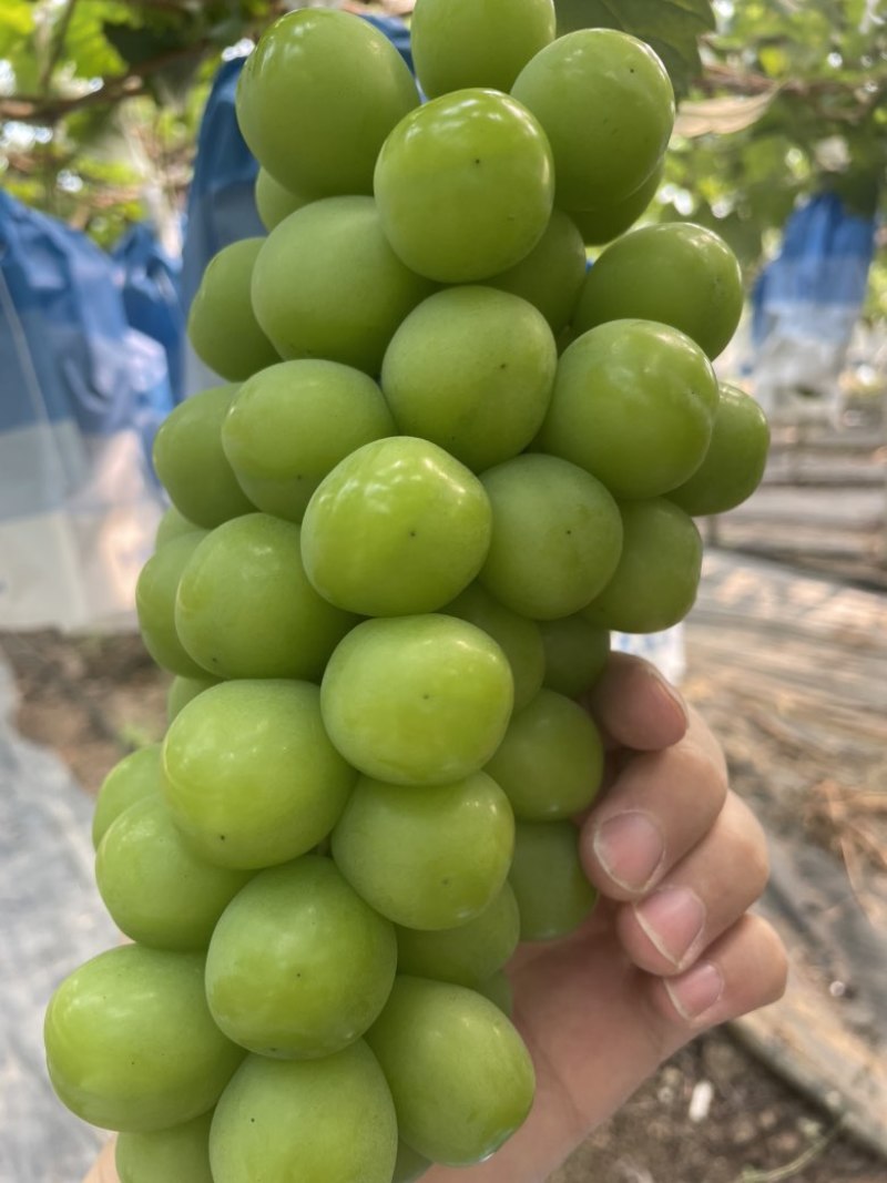阳光玫瑰，玫瑰香浓，糖度十五➕，云南版纳现发