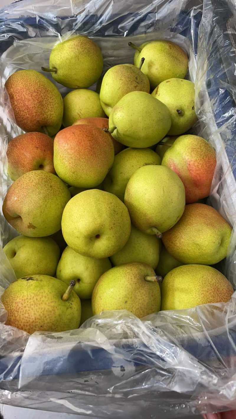 红香酥梨，规格65到80起货。不发虚不黑心