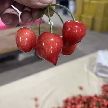 美早特大果安丘独一家