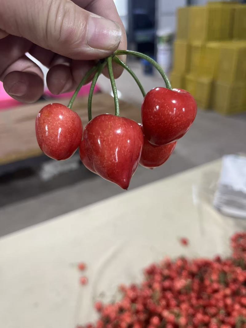 美早特大果安丘独一家