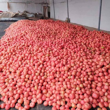 陆地精品西红柿🍅