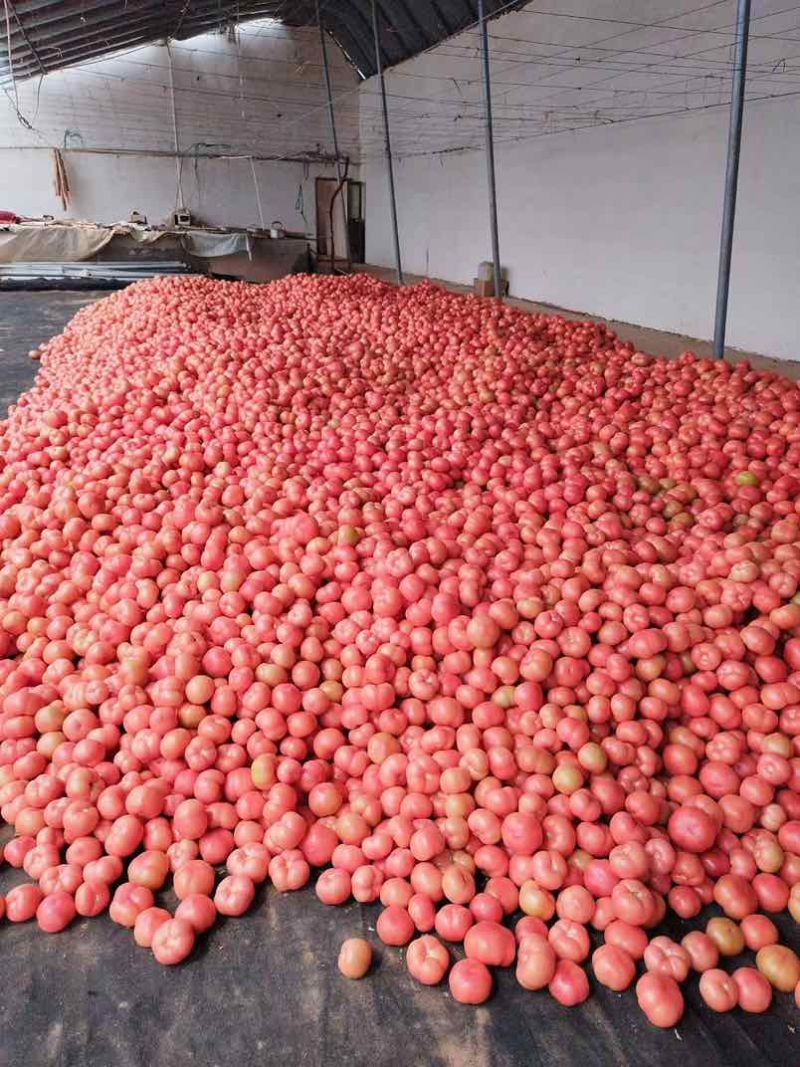陆地精品西红柿🍅