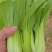 油菜
