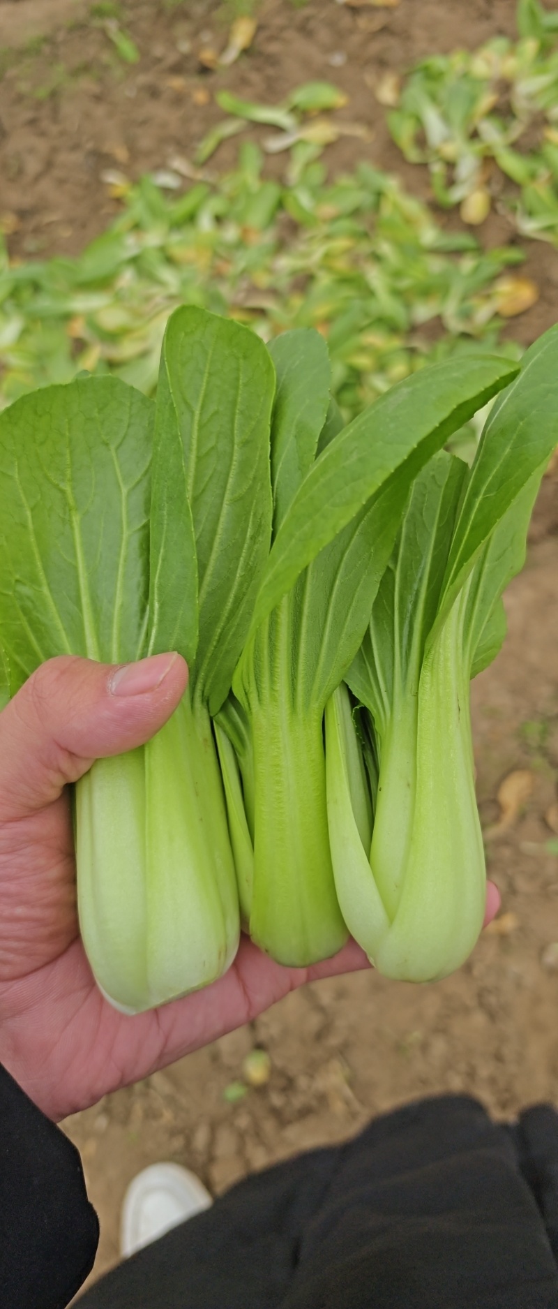 油菜