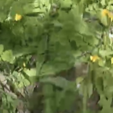 河南洛阳蒲公英
