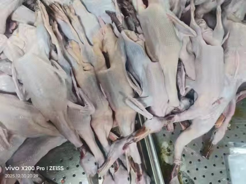 存货小白条鸭***********