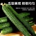 山东莘县大棚黄瓜